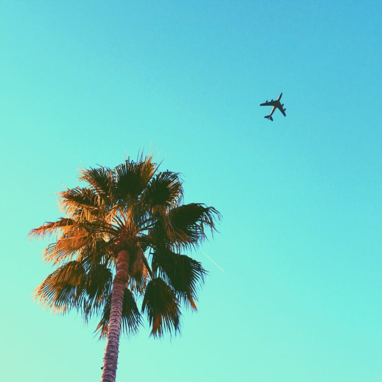 Solo airplane taking off into the sky with a palm tree